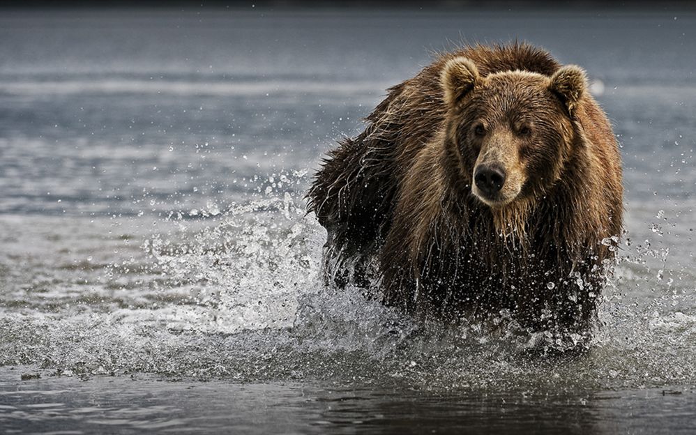 big-bear-in-the-water-wallpaper.jpg