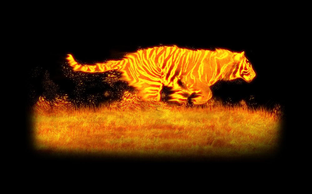 firetigerrawwwrr66.jpg