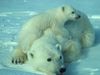 ice-ice-babies-pictures-1.jpg