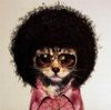 disco-kitty.jpg