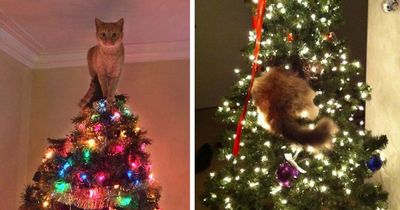 decorating-cats-destroying-trees-christmas-fb__700-png.jpg