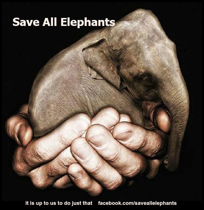 Save All Elephants. Aug 2016.jpg