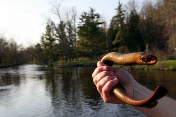lamprey
